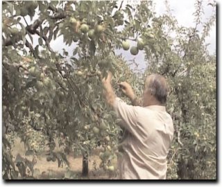 Seceta a pus cruce producţiilor de mere