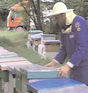 Cursul de apicultur, la mare cutare