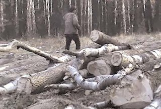 Furtul de lemne, sub control!