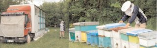 An dezastruos pentru apicultorii dmbovieni