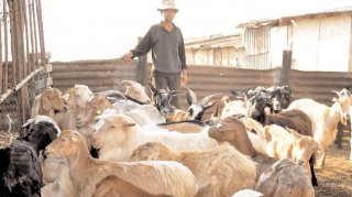 Cresctorii de animale din Dmbovia, n disperare