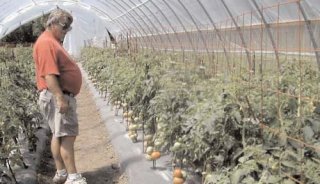 54 de fermieri dmbovieni au optat pentru programul de tomate