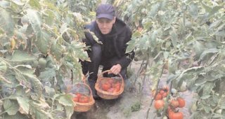Mai muli fermieri au renunat la programul de tomate