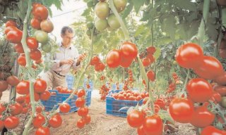 Productorii de tomate, mai muli cu 450%