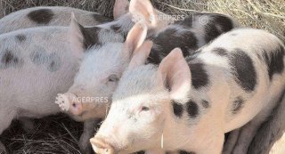 Focarul de pest porcin din Poiana a fost stins