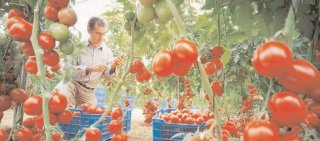 Productorii de tomate au primit sprijinul de minimis