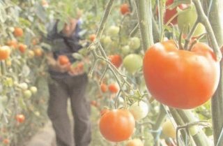 467 de beneficiari eligibili pe Programul de Tomate