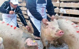 Zero focare de pest porcin n Dmbovița