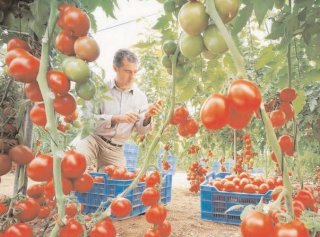 Ministrul Agriculturii vrea s renune la Programul de Tomate